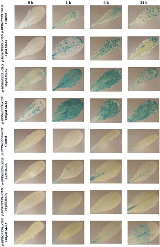 Figure 4. Patterns of GUS staining in leaves of Arabidopsis carrying pAtPROPEP3::GUS and pAtPROPEP4::GUS reporter constructs, treated with Methyl Jasmonate (MeJA). 0 h: 0 time point; 1 h: one hour after treatment; 6 h: six hours after treatment; 24 h: 24 hours after treatment.