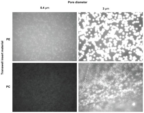 Figure 1 Fluoresbrite® adherence to PE and PC 0.4 μm and 3 μm Transwell membranes was assessed over a 6-hour time course using both 37 nm and 200 nm particles (9.3 × 1013 and 6.2 × 1011 particles/mL, respectively, 200 nm data not shown). Photographs are comparable in the vertical direction only, due to necessary differences in gain settings. PE membranes show a greater adherence of Fluoresbrite particles and therefore were eliminated from the study.Abbreviations: PC, polycarbonate; PE, polyester.