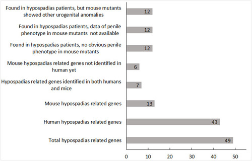 Figure 1 Genetic mutations found in hypospadias patients and mice. The figure shows the numbers of gene mutations found so far in hypospadias patients and mice. The x-axis indicates the number of genes, and the y-axis indicates the different groups. All the data were based on publications and online resources before September 1, 2020.