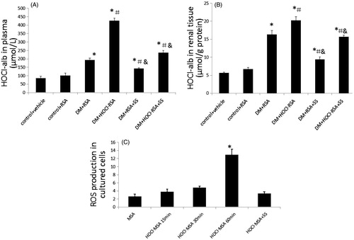 Figure 4. Changes of the oxidative stress indexes. SS-31 decreased HOCl-alb concentration in plasma (A) and renal tissue (B) of diabetic rats injected with native RSA or HOCl-RSA. Data are expressed as Mean ± SD. n = 8 in each group. ANOVA, p < .05. n = 8 in each group. *p < .05 vs Group 1 and Group 2; ＃p < .05 vs Group 3; &p < .05 vs Group 4. (C) HOCl-MSA-induced ROS production (represented as fluorescent intensity) time-dependently prevented by SS-31 in cultured podocytes. Data are expressed as Mean ± SD. ANOVA, p < .05. *p < .05 vs Group MSA; ＃p < .05 vs Group HOCl-MSA 60 min.