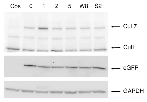 Figure 3 Among the F-box proteins tested only FBG1 stabilizes Cul7 levels. Cos-7 cells co-transfected with vectors expressing various F-box proteins including FBG1 (‘1’), FBG2 (‘2’), FBG5 (‘5’), FBXW8 (‘W8’), Skp2 (‘S2’), empty vector (0) or un-transfected (Cos), plus vectors expressing His-tagged Cul1 and Cul7 for 48 hours. Cell lysates and separated by SDS-PAGE, and probed with anti-HA antibody (for Cul1 and Cul7), or antibodies directed against GFP (transfection control) or GAPDH (loading control).