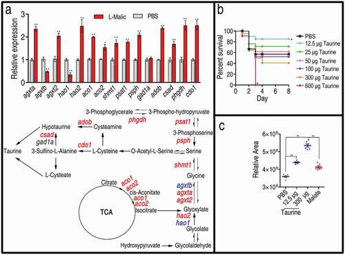 Figure 5. Taurine biosynthesis pathway and ability against bacterial infection. (a) qRT-PCR for expression of taurine biosynthesis pathway genes. Upper, relative gene expression; Lower, shown in the metabolic pathway. Twenty-five zebrafish spleens were collected in each group. Five were pooled as a sample, yielding five biological repeats for analysis of gene expression. Samples were collected in 24 h after the injection of malate for 3 days. qRT-PCR was based on the key genes of taurine biosynthesis pathways in D. rerio. Red represents increase, blue represents decrease, and black represents unchanged in the malate-reprogramming group. (b) Percent survival of zebrafish in the presence of the indicated doses of taurine, 21 zebrafish each group. (c) Relative concentrations of taurine in the presence of PBS, 12.5 μg of taurine, 300 μg of taurine, and 70 μg of malate, five zebrafish each group. Taurine is measured by GC-MS analysis. Results are displayed as mean ± SEM, and significant differences are identified (*p < 0.05, **p < 0.01) as determined by two-tailed Student’s t-test (a and c) and Log-rank (Mantel-Cox) test, Gehan-Breslow-Wilcoxon test, and Tarone-Ware test (b)