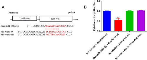 Figure 6 (A) Schematic diagram of Rno-miR-148a-3p binding to Rno-Wnt1 target site. (B) Dual-luciferase reporter gene assay detection of Rno-miR-148a-3p interaction with Rno-Wnt1. **iguFRno-Wnt1-wt group compared with the NC mimic group, P < 0.01.