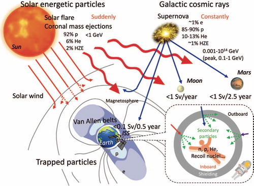 Figure 1. Components of the space radiation environment. Operational space radiation environment is comprised of three sources of ionizing radiation, energetic protons from solar particle events, relativistic heavy ions of the galactic cosmic ray spectrum, and trapped electrons and protons in the Van Allen Belts.Image courtesy of ESA.