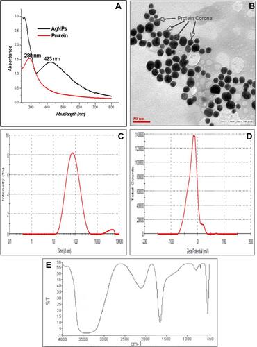 Figure 2 Characterization of B. hispida fruit proteins mediated synthesis of AgNPs by physical techniques: (A) UV-visible spectrum, (B) TEM Micrograph with light gray protein Corona mark by an arrow, (C) size distribution by DLS (D) zeta potential (E) surface characterization by FTIR spectrum.