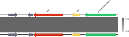 Figure 3 The genetic environment of the blaNDM-1 gene in A. caviae was isolated from clinical sources. The arrows represent the direction of transcription. The red open reading frame (ORF) indicates the blaNDM-1 gene, the yellow ORF indicates the mobile element, the green ORF indicates enzymes, and the grey ORF indicates other genes or genes of unknown function.