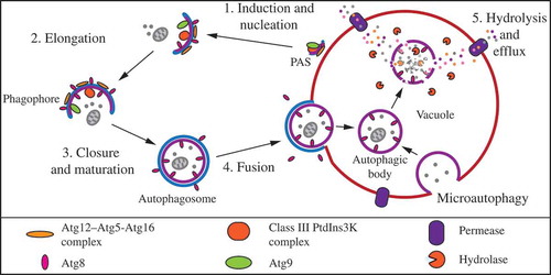 Figure 1. Macro- and microautophagy in S. cerevisiae. Macroautophagy consists of induction and nucleation at the phagophore assembly site (PAS) followed by elongation and closure of the phagophore membrane around cellular cargo to form a completed autophagosome. The outer membrane of the autophagosome fuses with the vacuole membrane, releasing a single-membrane autophagic body into the vacuole lumen. Microautophagy occurs via direct invagination of the vacuole membrane and scission to release a vesicle into the vacuole lumen. In both types of autophagy, resident vacuolar hydrolases degrade the autophagic body and its contents, which are then exported back into the cytoplasm for reuse by the cell. See text for more detail.