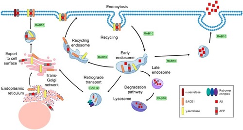 Figure 1 Diagram of APP trafficking and the role of RAB10 in these intracellular transport pathways.