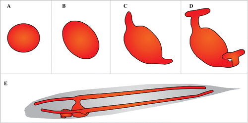 Figure 6. Excretory cell outgrowth. Schematic of excretory cell outgrowth. Excretory cell in red, outline of worm in black. Adapted from Buechner et al., 2002. (A-D) Excretory cell outgrowth during three-fold embryonic stage. (A) Excretory cell at birth, cell has a spherical shape. (B) Cell takes on an ellipsoidal shape as it begins to grow laterally from left to right over the ventral muscle quadrants. (C) Apical and basal edges of the excretory cell begin migrating dorsally. (D) Edges of dorsal protrusions bifurcate and begin to grow outward laterally along the anterior posterior axis. (E) Completed excretory cell outgrowth (L1). Cell has extended laterally along the anterior-posterior axis to span the entire length of the worm.