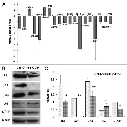 Figure 4. Alteration of gene expression by STAT1 knockdown. (A) Quantitative comparison of transcript levels in786-O-XR-1 and 786-O cells using the RTCitation2 Profiler™ PCR Array (SABiosciences). (B) western blot analysis showed that the levels of protein expression altered in some of the genes. (C) Protein expression normalized to β-actin.