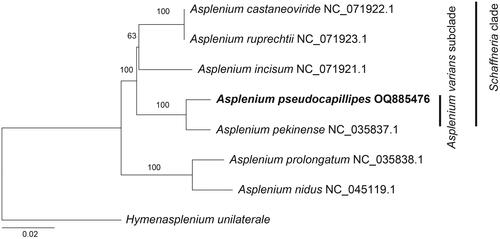 Figure 3. A maximum likelihood tree was constructed based on 83 cp coding genes, with bootstrap support values indicated on the nodes. The phylogenetic position of Asplenium pseudocapillipes was investigated by including six other Asplenium species (A. castaneoviride, NC_071922; A. incisum, NC_071921; A. nidus, NC_045119; A. pekinense, NC_035837; A. prolongatum, NC_035838; and A. ruprechtii, NC_071923) in the analysis. The outgroup taxon was Hymenasplenium unilaterale (NC_035856).