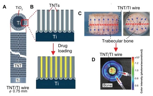 Figure 1 (A) Diagram of a titanium (Ti) wire with titania nanotube (TNT) arrays on the surface as a drug-releasing implant; (B) diagram of the TNT arrays formed by anodization of the Ti wire and the drug loading inside these nanotubes; (C) trabecular bone with the embedded TNT–Ti implant indicated in the center of the bone core (side and top views); (D) bioluminescence image of the bone core and the embedded TNT–Ti implant inside the perfusion chamber – the distribution of released drug inside the bone is also shown.Abbreviation: TiO2, titanium dioxide.