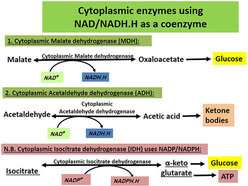 Figure 4 Cytoplasmic enzymes using NAD/NADH.H as a coenzyme. Those include malate dehydrogenase and acetaldehyde dehydrogenase but not isocitrate dehydrogenase (utilizes NADP/NADPH.H). Malate dehydrogenase and acetaldehyde dehydrogenase form NADH.H when they catalyse forming glucose and Ketone bodies, respectively and this adds to excess cytoplasmic NADH.H reserves ie stimulating formation of more lactate and more Warburg effect.