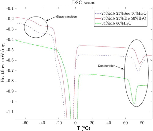 Figure 4. DSC scans of both investigated three-component systems, and the two-component system. Both sugars increase the denaturation temperature compared to myoglobin in water. Trehalose exhibits both higher glass transition temperature and denaturation temperature.