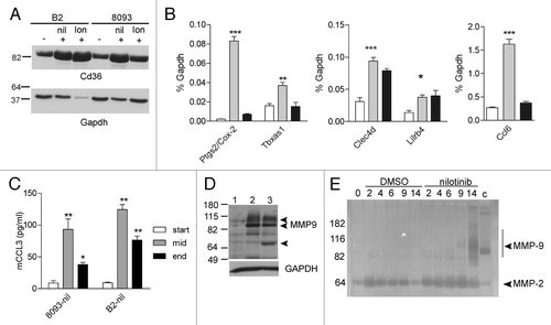 Figure 3. Increased expression of inflammation-associated genes during EMDR. (A) western blot analysis of samples from B2 on day 14 DMSO (-), on day 14 nilotinib (+) and on day 19 lonafarnib (+); from 8093 on day 14 DMSO (-), on day 9 nilotinib (+) and on day 14 lonafarnib (+). (B) Real-time RT/PCR on 8093 cells treated with 16 nM nilotinib in the presence of stroma as indicated. White bar, DMSO-treated cells; gray bar, t = 3 d of nilotinib treatment; black bar, t = 9 d. Results are expressed as % of that of gapdh gene expression. Bars represent mean ± SEM of triplicate samples. Samples independent of those used for the microarray. (C) Murine ccl3 levels were measured during the course of EMDR in the supernatant of the indicated cells treated with nilotinib using an ELISA. Samples independent of those used in other experiments. *p < 0.05; **p < 0.01; ***p < 0.001 when compared with start. (D) western blot analysis of Mmp9 protein. Lane 1, untreated 8093 cells; lane 2, 8093 cells at day 11 resistant to nilotinib; lane 3, 8093 cells at day 18 resistant to lonafarnib. Mmp9 proteins include 92 kDa, 82 N-terminal cleaved and 65 kDa C-terminal cleaved forms (indicated with arrowheads). Bottom panel, GAPDH loading control of the same samples. (E) Zymography on samples taken on the indicated days of 8093 cells treated with DMSO or 0.3 μM nilotinib. The arrow points to Mmp9 activity. Positive control for Mmp9 activity (c) mouse spleen lysates. The position of molecular weight standards is indicated to the left. A negative of the original zymogram is shown. The image B, D, and E show a representative result of experiments repeated at least once.