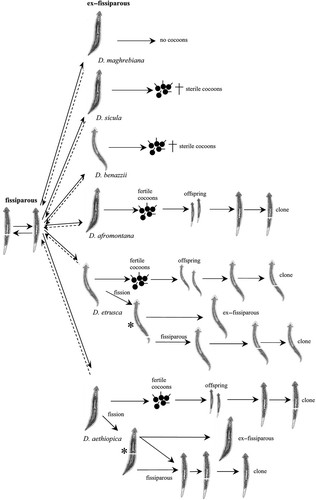 Figure 8. Synoptic scheme of the reproductive patterns in fissiparous lineages of the genus Dugesia. Fissiparity in ex-fissiparous individuals indicated by asterisks (*).