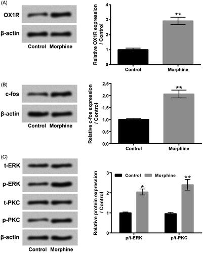 Figure 1. Morphine elevated OX1R and c-fos expressions and activated ERK and PKC pathways in HT22 cells. HT22 cells were exposed to 10 µM morphine for 24 h. The protein levels of OX1R (A), c-fos (B), t-ERK, p-ERK, t-PKC and p-PKC (C) were tested by western blotting. OX1R: Orexin1 receptor. *p ˂ 0.05, **p ˂ 0.01.