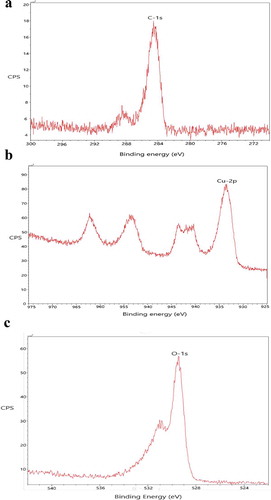 Figure 4. (a) XPS spectra of EDTA functionalized CuO nanoparticles showing the presence of C by ejection of electron from C-1 s orbital. (b) XPS spectra of EDTA functionalized CuO nanoparticles showing the presence of Cu by the ejection of electron from the Cu-2p orbital. (c) XPS spectra of EDTA functionalized CuO nanoparticles showing the presence of Cu by the ejection of electron from the O-1 s orbital.