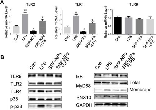 Figure 7 SRP-NPs down-regulate the TLR signaling pathway. (A) HCT116 cells were treated with LPS at 1 ug/mL for 0.5 h and SRP at 500 μg/mL. After 6 hours, the mRNA expression of TLR2, TLR4, and TLR9 of cells was measured by qRT-PCR. #P<0.05, ##P<0.01 vs control group; *P<0.05 vs LPS. (B) The above-treated cells were treated in radio-immunoprecipitation assay buffer (RIPA), and total or membrane proteins were extracted for Western blot analysis.