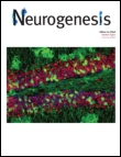 Cover image for Neurogenesis, Volume 1, Issue 1, 2014
