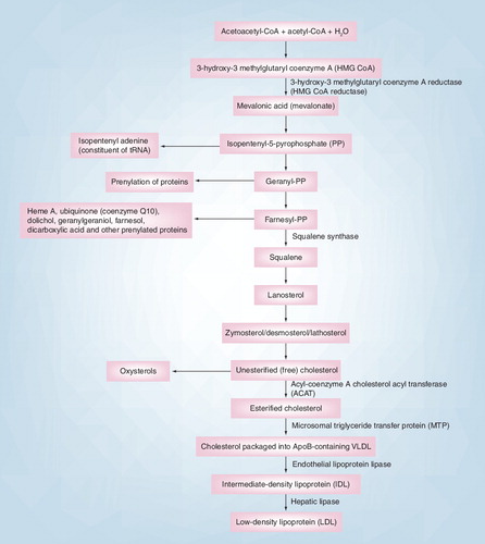 Figure 2. Hepatic cholesterol synthesis and lipoprotein packaging.Adapted with permission from Citation[2].