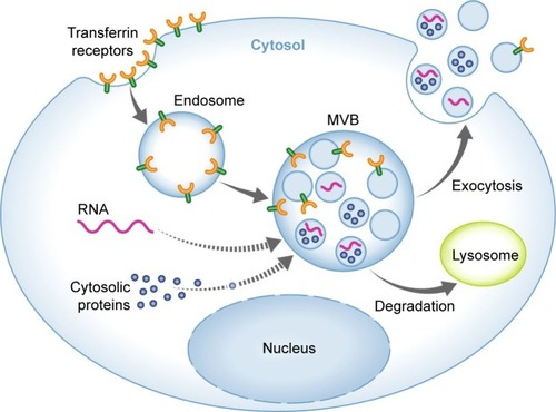 Figure 1 Exosome biogenesis and secretion.Note: Reprinted from Schorey JS, Cheng Y, Singh PP, Smith VL. Exosomes and other extracellular vesicles in host–pathogen interactions. EMBO Rep. 2015;16(1):24–43, with permission from John Wiley and Sons.Citation21Abbreviation: MVB, multivesicular body.