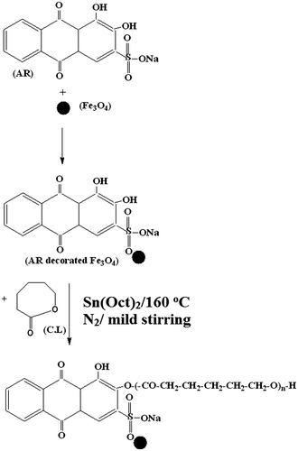 Scheme 1 Synthesis of PCL/ Fe3O4 –AR nanocomposite