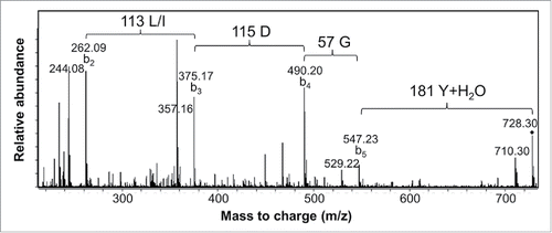 Figure 4. MS/MS spectrum of a 3H3 chymotryptic peptide containing part of CDR-H3. Interpretation of the fragmentation observed from the 728.3 Da parent ion led to assignment of the sequence as CT(L/I)DGY where C is modified with a carbamidomethyl group. Additional peaks arise primarily by water loss from the labeled b ion peaks.