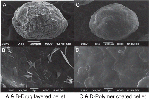 Figure 6.  Surface morphology of drug and polymer-coated pellets.