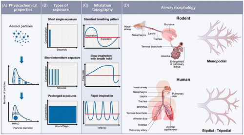 Figure 2. Factors influencing aerosol exposure affecting exposure of an inhaled aerosol. (A) Physiochemical properties. (B) Short, intermediate, and long duration of exposures. (C) Inhalation topography. (D) Morphological difference between rodent and human airways.
