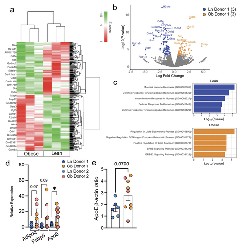 Figure 4. The microbiota from obese individuals drives small intestine expression of genes promoting caloric harvest/uptake but is less effective at inducing genes associated with mucosal immune responses and responses to bacteria (a) heat map depicting 135 differentially regulated genes in the small intestinal tissue of mice colonized with microbiota from a lean or obese donors. (b) volcano plot showing the most prominent genes altered between the two groups. (c) GO enrichment analysis of small intestinal tissue from lean vs obese colonized mice. RNA seq was conducted on small intestinal tissue of n=3 mice per group. (d) Relative expression of Adipoq, Fabp6 and ApoE, normalized to housekeeping gene (Hprt1 and Gapdh) in small intestinal tissue. (n = 6–8 per group, two distinct donors per group) (e) graph depicts expression of ApoE normalized to actin, as measured by Western blot (Supplemental figure S4). Bar graphs show the mean ± SEM, * = p < 0.05. Statistics were performed using an unpaired student’s t test.