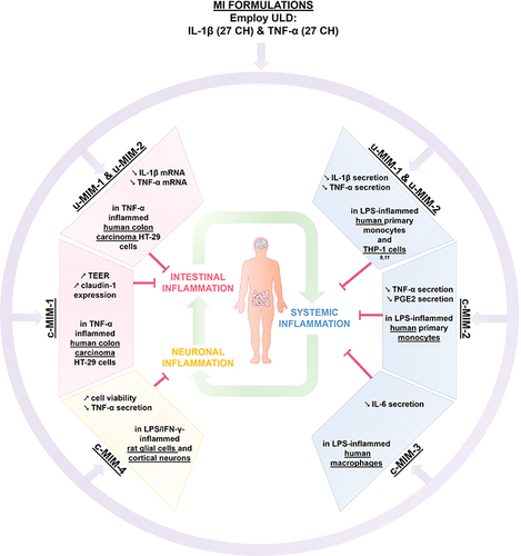 Figure 9 Recapitulative scheme about the anti-inflammatory effects of IL-1β and TNF-α, when employed at ULD in MI medicines formulations. The two unitary medicines IL-1β (27 CH) and TNF-α (27 CH) (u-MIM-1, and −2, respectively), as well as the four MI complex formulations (c-MIM-1, −2, −3, and −4) display anti-inflammatory properties in the context of (i) intestinal inflammation (red box), (ii) inflamed-immune cells related to systemic inflammation (blue box), and (iii) neuronal inflammation (yellow box) contexts. Purple arrows illustrate the fact that IL-1β and TNF-α are included into MI formulations, either in u-MIM or in c-MIM. Green arrows illustrate the interconnexions between the different inflammatory contexts (i), (ii) and (iii).