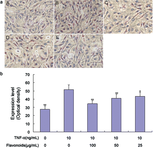Figure 6. Effect of total flavonoids from Dracocephalum moldavica on TNF-α-induced VCAM-1 expression in rat VSMCs. (A) Immune staining for VCAM-1 expression in VSMCs in culture. (i) Cells with no treatment; (ii) cells treated with TNF-α (10 ng/mL); (iii) cells treated with TNF-α (10 ng/mL) and total flavonoids (100 μg/mL); (iv) cells treated with TNF-α (10 ng/mL) and total flavonoids (50 μg/mL); (v) cells treated with TNF-α (10 ng/mL) and total flavonoids (25 μg/mL). (B) Staining was quantified as optical density using an automated image analysis system. Values are represented as mean ± SEM (n = 6). Asterisk indicates a significant difference as compared to TNF-α alone group. *p < 0.05; **p < 0.01.