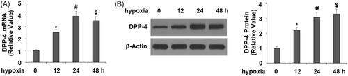 Figure 1. Hypoxia induced the expression of DPP-4 in cardiac H9C2 cells. Cells were exposed to hypoxia for 12, 24, and 48 h. (A). mRNA levels of DPP-4; (B). Protein levels of DPP-4 (*, #, P < .01 vs. previous group).