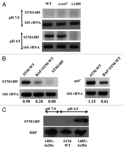 Figure 2. STM1485 gene expression in in vitro grown bacteria and intracellular bacteria. (A) and (B) cDNA was synthesized from the RNA isolated from in vitro grown bacteria (in LB pH 7.0 and 4.5 for 4 h) and from infected RAW264.7 cells (4 h post-infection) with and without BAF treatment. STM1485 and spiC (representative from SPI-2 island) were amplified by PCR. 16s rRNA served as internal control. (C) Expression of the His tagged STM1485 protein from STM1485::6xHis knock in strain grown in LB at pH (4.5 and 7.0) by immunoblot. Ribosome Recycling Factor (RRF) probing was done to equalize the amount of bacterial protein loaded for the SDS PAGE. Numbers below the gels indicate the values of densitometric image analysis using Multi Guage software. Images are representative of two independent experiments.