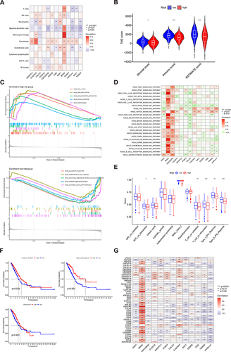 Figure 5 Evaluation of immune correlation of LMS score. (A) Correlations between twelve genes, LMS score and the abundance of immune cells in the LMS model. (B) Correlations between twelve genes, LMS model and both immune and stromal scores. (C) Enrichment plots from GSEA in the high-risk groups and low-risk groups according to LMS model. (D) Correlations between expression of KEGG signaling pathways and twelve genes in the LMS model. (E) The boxplot illustrating the difference in immune-related functions between the high and low-risk groups. (F) Kaplan-Meier survival analysis of three immune-related functions between two risk groups. (G) Correlations between twelve genes, LMS score and expression of immune checkpoints in the LMS model. *P < 0.05; **P < 0.01; ***P < 0.001.