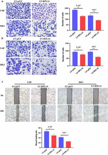 Figure 4. Overexpression of RPL14(eL14) inhibited tumor invasion and migration in NPC by transwell migration assay(a), transwell invasion assay(b), and scratch migration assay(c). *p < 0.05, **p < 0.01 and ***p < 0.001