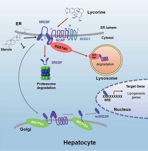 Figure 9. Schematic diagram of lycorine. Sterols block the SCAP-SREBFs transport from the ER to the Golgi apparatus by sequestering the SCAP-SREBFs complex in the ER lumen, which is a potential risk factor of ER stress. Lycorine binds to SCAP at the WD40 domain, which leads to the dissociation of SCAP-SREBFs from INSIG1. Once SCAP leaves the ER, it is captured by SQSTM1 and escorted to the lysosome for degradation. When SCAP proteins are reduced, SREBFs undergoes ubiquitylation and proteasomal degradation, thus lipogenic gene expression is suppressed
