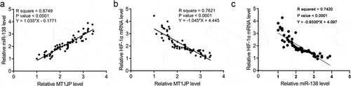 Figure 2. MT1JP was correlated with miR-138 and HIF-1α.