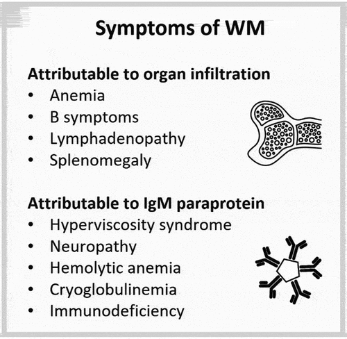 Figure 1. Symptoms of WM can be attributed to the overall disease burden and/or the IgM paraprotein. IgM: immunoglobulin M, WM: Waldenström’s macroglobulinemia.