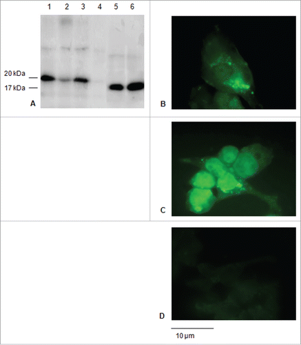 Figure 2. Expression of the E7* protein in HEK-293 cells upon transfection. A: Western blot of total soluble proteins from 1×106 cells transfected with the E7* +/− ss and of culture media. 1) ss-E7* (cell lysate); 2) ss-E7* culture medium; 3) E7* (cell lysate); 4) E7* culture medium; 5), 6) purified His6-E7* from E. coli 25 ng and 50 ng, respectively. The E7* protein runs as a 20 kDa protein in HEK-293 cells, while His6-E7* shows a slightly lower molecular weight in bacteria. B, C, D: Immunofluorescence (FITC) detected in cells transiently transfected with ss-E7* (b), with E7* (c) and non-transfected HEK-293 cells used as a negative control (d) (original magnification, 100x; scale bar, 10 µm).