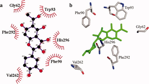 Figure 4. The interactions of the tyrosinase enzyme with compound 1 are determined by binding residues. Detailed interactions of compound 1 with active sites of the enzyme in 2D (a) and 3D (b).