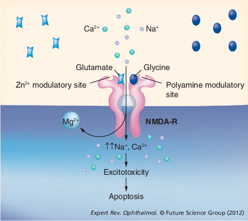 Figure 4. Interaction of glutamate with NMDA receptors.In many neurodegenerative conditions, excessive glutamate release from presynaptic terminals binds to postsynaptic NMDA-Rs, depolarizing the postsynaptic membrane through removal of the Mg2+ block. Subsequent influx and build-up of excess calcium leads to excitotoxicity and neuronal apoptosis.NMDA-R: NMDA receptor.