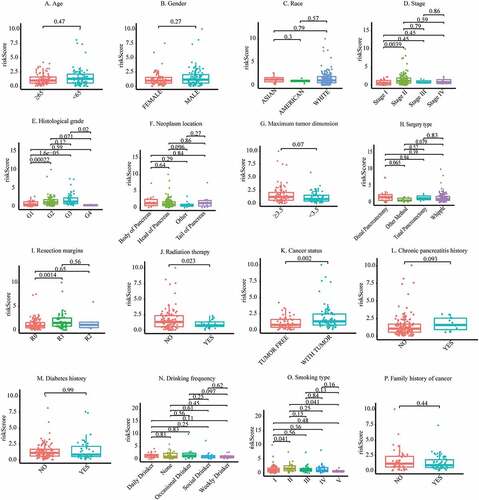 Figure 4. Discrepancy in risk scores between different subgroups: (a) Age, (b) Sex, (c) Race, (d) Stage, (e) Histological grade, (f) Neoplasm location, (g) Maximum tumor dimension, (h) Surgery type, (i) Resection margins, (j) Radiation therapy, (k) Cancer status, (l) Chronic pancreatitis history, (m) Diabetes history, (n) Drinking frequency, (o) Smoking type, (p) Family history of cancer