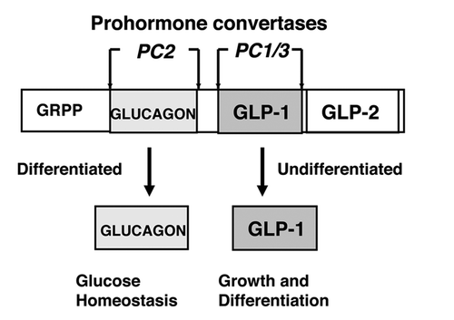 Figure 1. Proglucagon expression in α cells. Alternative cleavages of proglucagon to glucagon and GLP-1. The relative levels of expression of the pro-hormone covertases PC2 and PC1/3 determine the production of glucagon or GLP-1, respectively. Glucagon is a metabolic (gluconeogenic) hormone produced in fully differentiated α-cells and GLP-1 is both an insulinotropic (insulin-releasing) hormone and a growth and survival peptide produced in undifferentiated pro-α-cells. GRPP, glucagon-related polypeptide. GLP-2, glucagon-like peptide-2 involved in intestinal growth.