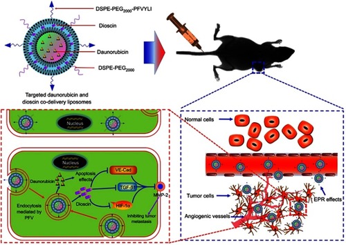 Figure 1 Schematic illustration of strategy of inhibiting tumor metastasis by targeted daunorubicin and dioscin codelivery liposomes.Abbreviations: PFV, PFVYLI; DSPE-PEG2000, polyethylene glycol-distearoyl phosphatidylethanolamine; EPR effect, enhanced permeability and retention effect; VE-Cad, vascular endothelial cadherin; TGF-β1, transforming growth factor-β1; HIF-1α, hypoxia inducible factor-1α; MMP-2, matrix metalloproteinase-2.