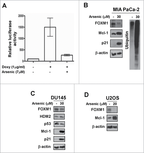 Figure 3. Arsenic trioxide acts as a proteasome inhibitor. (A) C3-luc cells were treated as indicated for overnight and luciferase activity was measured using the Luciferase Assay System kit from Promega. Graph shows mean ± SEM of 2 independent experiments. (B–D) MIA PaCa-2, DU145 and U2OS cells were treated as indicated. Immunoblotting was performed with antibodies specific for FOXM1, HDM2, p53, Mcl-1, p21 and ubiquitin. β-actin was used as the loading control.