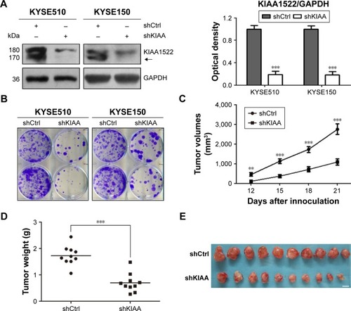 Figure 3 Knockdown of KIAA1522 expression reduces the tumorigenicity of esophageal carcinoma cells in nude mice.(p)(p)Notes: KYSE510 and KYSE150 cells were infected with lentiviruses expressing KIAA1522 shRNA (shKIAA) or negative control shRNA (shCtrl), and stable cell clones were selected with puromycin. (A) Western blot analysis of KIAA1522 expression levels in stable cell clones. The arrow indicates the position of KIAA1522 specific band. Relative ratios of absorbance for KIAA1522 to GAPDH were plotted. The data are presented as the mean ± SEM. ***P<0.001. (B) Colony formation assay. (C–E) KYSE150-shKIAA or shCtrl stable cell clones were implanted subcutaneously into nude mice (n=10 per group), the tumor volumes were measured every 3 days for 3 weeks, and sc tumors were excised 21 days after inoculation. (C) Tumor growth curves. The data are presented as the mean ± SEM. **P<0.01, ***P<0.001. (D) Tumor weight. ***P<0.001; (E) Photographs of sc tumors. Scale bar =1 cm.(p)(p)Abbreviations: Ctrl, control; GAPDH, glyceraldehyde 3-phosphate dehydrogenase; sc, subcutaneous; sh, shRNA.