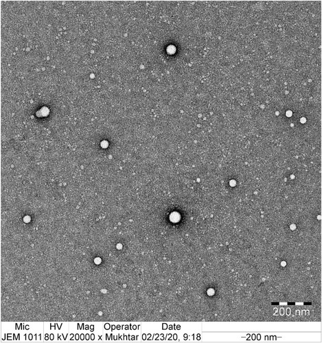 Figure 3 TEM image of optimized clarithromycin nanoparticle (CTM-CHNPopt).