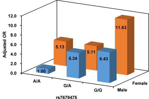 Figure 1 Adjusted odd ratio (OR) of autoimmune thyroid diseases (AITD) in type 1 diabetes (T1D) patients according rs7679475 and sex, male with A/A genotype as a reference (adjusted for age, sex, BMI, proportion of late-onset T1D, fasting C-peptide, glutamic acid decarboxylase autoantibody, low-density lipoprotein, and high-density lipoprotein). The interaction between rs7679475 and sex was significant (P interaction = 0.005).